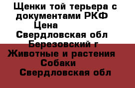 Щенки той терьера с документами РКФ › Цена ­ 15 000 - Свердловская обл., Березовский г. Животные и растения » Собаки   . Свердловская обл.